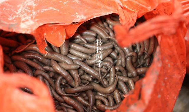 阿德土笋冻:用18年时间仅靠这种虫子,撑起了厦门半个小吃江湖