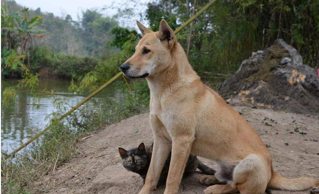 养土狗咋了?中华田园犬一点都不比品种狗狗差的五大理由