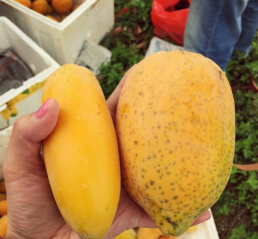 木瓜也分公母,公木瓜更甜,老瓜农教你一招,一挑一个公木瓜