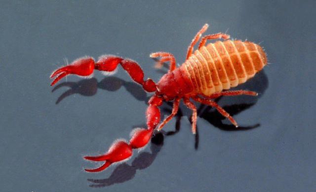 有一只动物外形像蜘蛛,头上有一对钳子,还有毒(图)伪蝎:pseudo