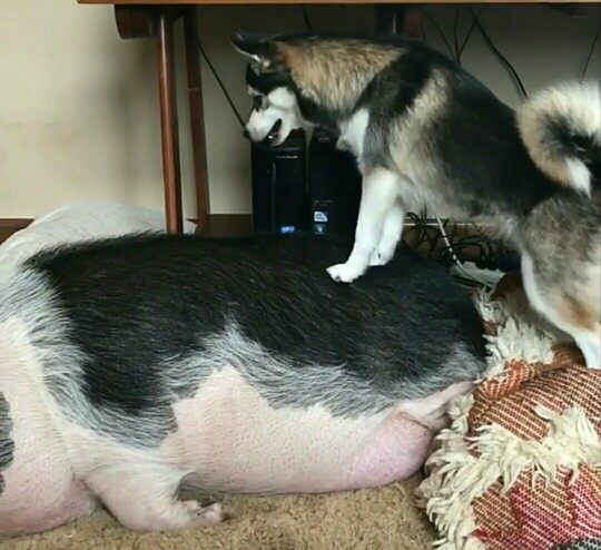 哈士奇和猪在睡觉,主人突然听到猪叫声,过去一看