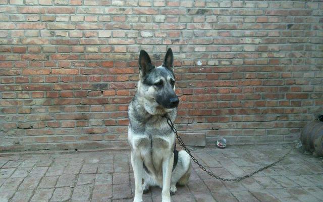 被遗忘的中国本土神犬,一只来自北方的狼, 中华狼青!