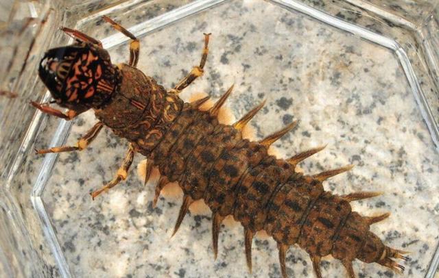 水蜈蚣再次群体性的泛滥, 河里的鱼难生存|动物世界|鱼苗|成虫_新浪