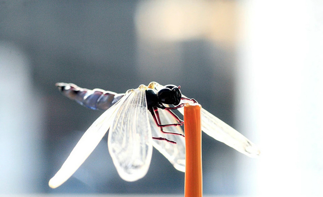 他以真实尺寸重现各种昆虫和植物 下次打蚊子别闭着眼睛乱打