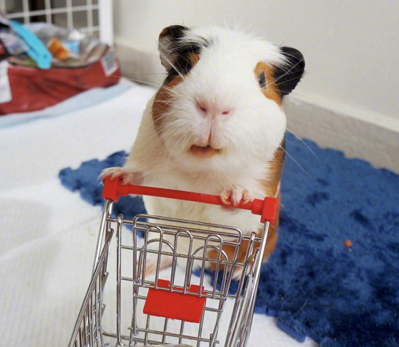 镜头感十足的小豚鼠,天生就是拍照的料子,的小表情太可爱