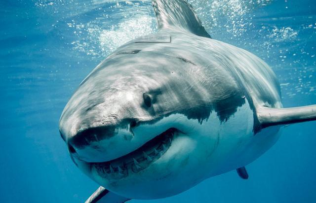 第十名:大白鲨
