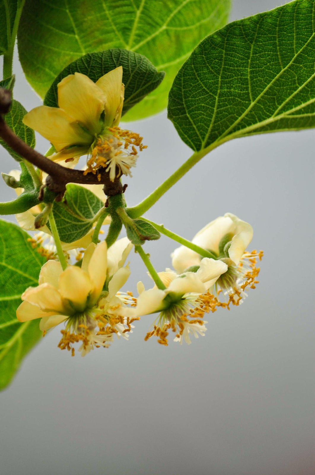 无锡市锡山区东港镇山联村的绿自然农庄,几十亩猕猴桃花已盛开.