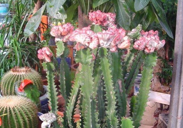此植物堪比"空气净化器",1年长到2米高,真神奇|龙骨花|植物|空气净化