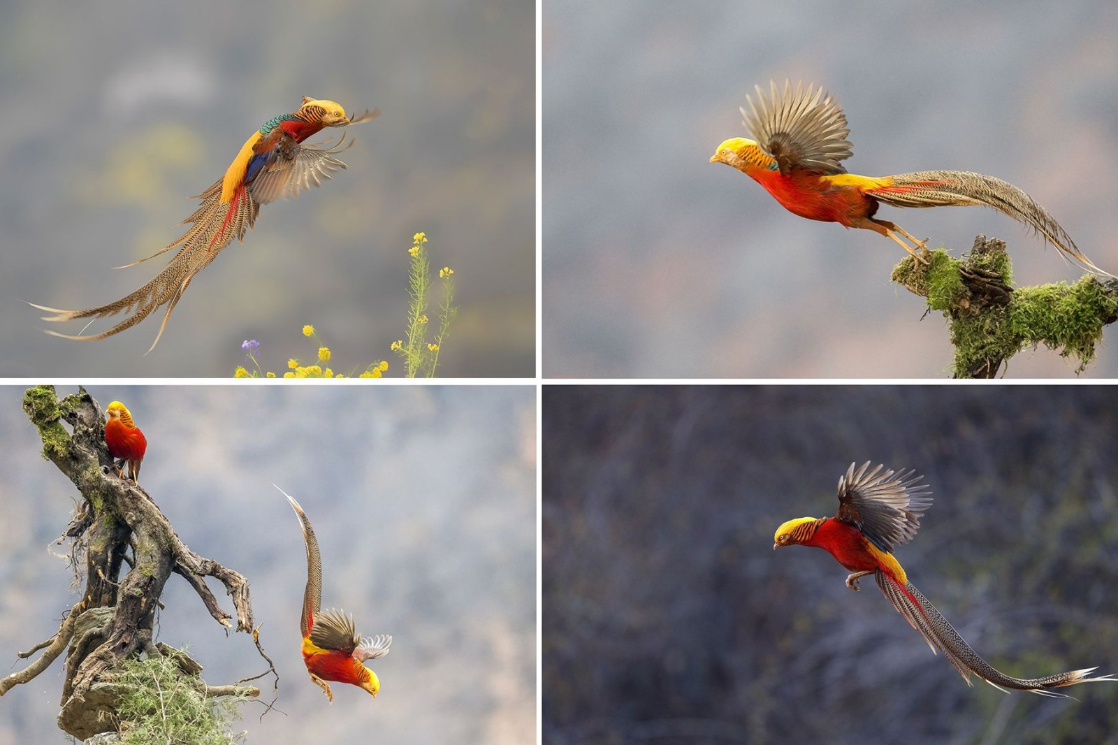 河南鸟人10年在深山保护小凤凰看这群凤凰现在活成啥样
