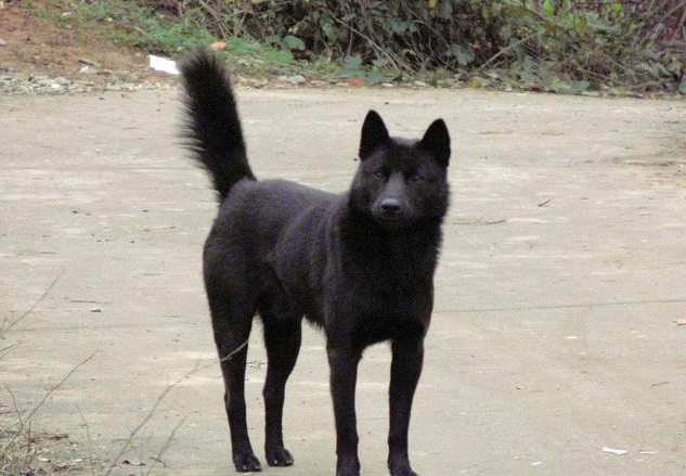 养土狗咋了？中华田园犬一点都不比品种狗狗差的五大理由|土狗|狗狗|田园_新浪新闻