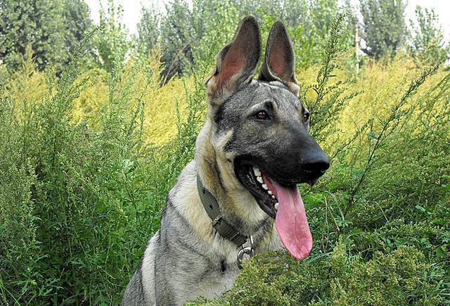 被遗忘的中国本土神犬,一只来自北方的狼, 中华狼青!