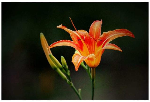 1萱草又名忘忧草,代表"忘却一切不愉快的事"2忘忧草花语放下他她放下