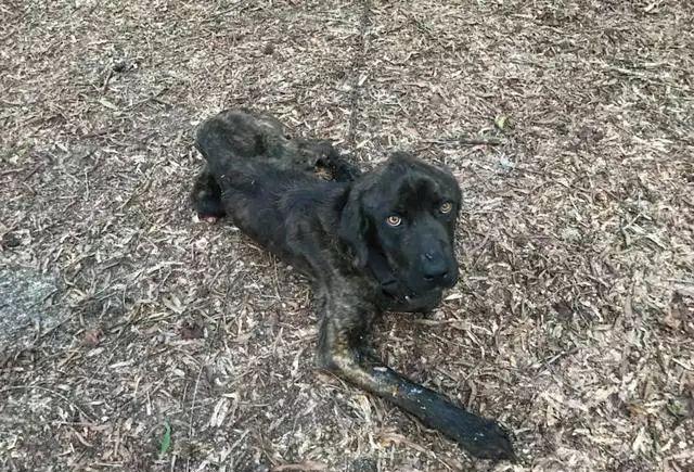 狗狗挨饿数月成皮包骨头,狠心女:前男友的狗,活该!