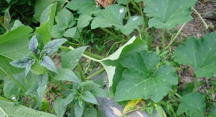 在农村随的处可见植物农民只拿来止血止疼也能戒烟止瘾