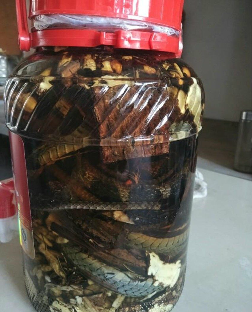 毒蛇泡在酒里面,三个月却还没死|蛇酒|酒缸|刘女士_新浪新闻