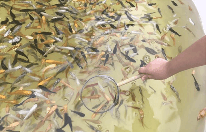 在泰国街头感受"纸网捞金鱼"的乐趣, 2元一回, 您猜捞到了啥?