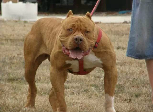 盘点太过凶狠的五大猛犬,遭多国禁养,比特犬排第一