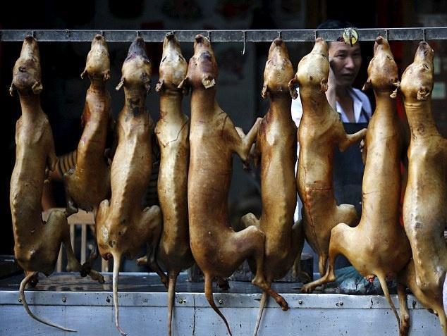 因为人类吃狗肉的习惯,每年有太多的狗被抓紧屠宰场,被偷去,被毒死!