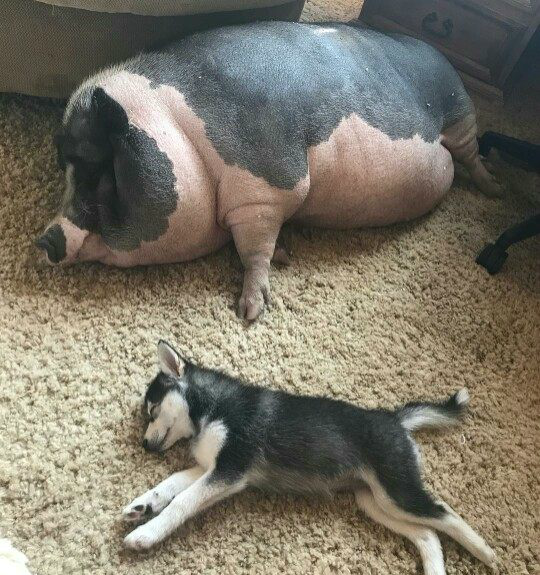 哈士奇和猪在睡觉,主人突然听到猪叫声,过去一看