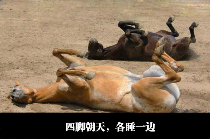 谁说马只能站在睡觉
