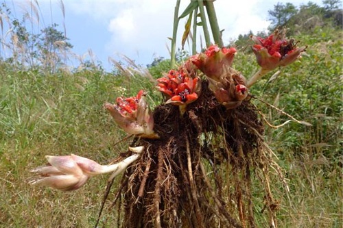 荷不仅可以做成菜肴,还可以当药材,因为它有消肿解毒和治疗便秘的功效