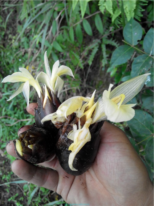 抗癌|阳荷|佳品_新浪新闻