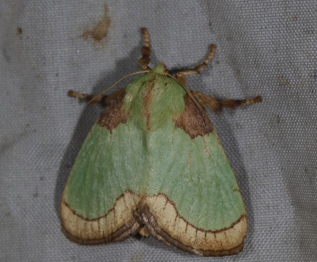 害虫洋辣子是什么为什么卖这么贵多少人小时候被它祸害过