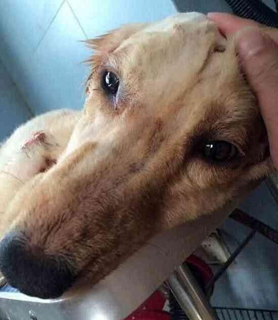 金毛怀孕,却被主人打伤赶出家门,朋友看不下去了