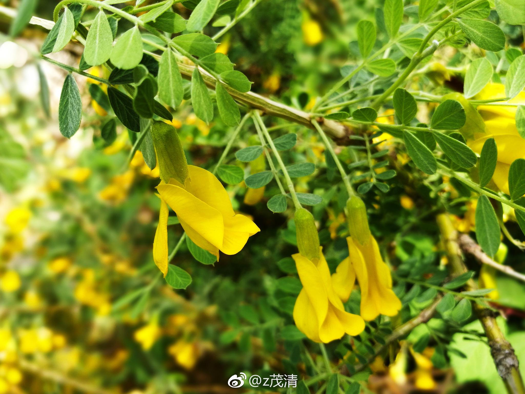 柠条别称毛条白柠条属豆科为落叶大灌木饲用植物