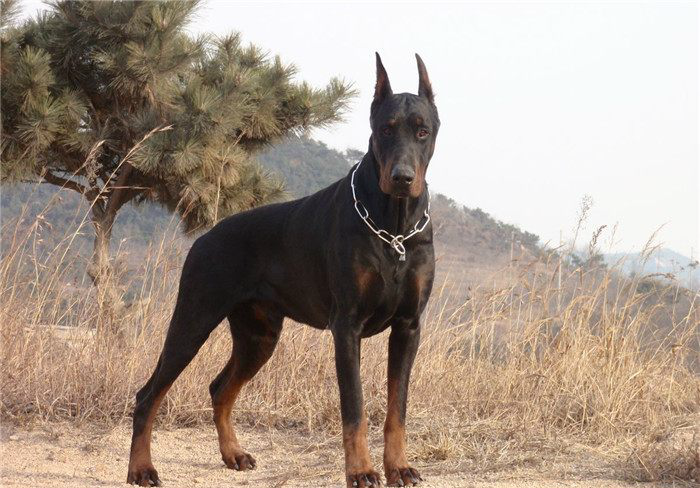 盘点太过凶狠的五大猛犬,遭多国禁养,比特犬排第一