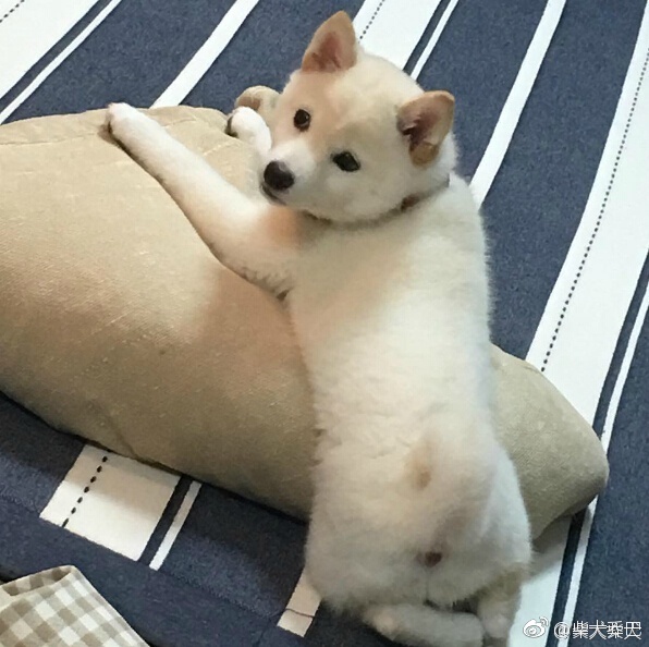 白色柴犬宝宝小时候简直可爱度满分instagramchunchan10