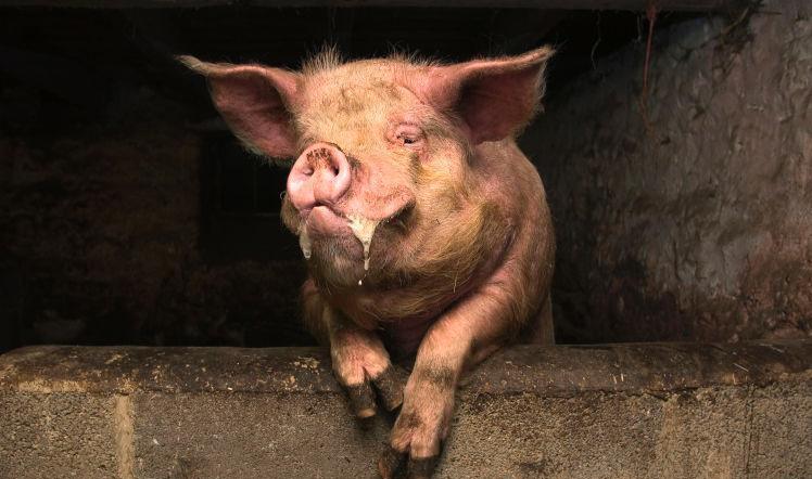 农夫醉酒与猪搏斗结果让农夫后悔了