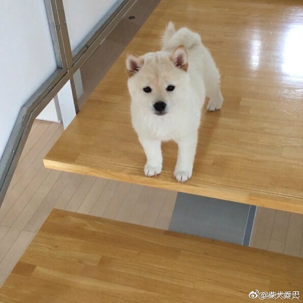白色柴犬宝宝小时候简直可爱度满分instagramchunchan10