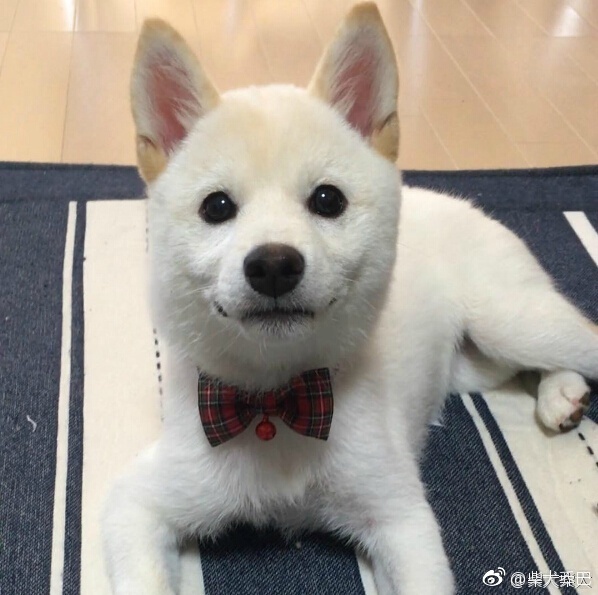 白色柴犬宝宝小时候简直可爱度满分instagramchunchan10