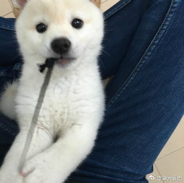 白色柴犬宝宝小时候简直可爱度满分 Instagram Chunchan10 热备资讯 白色柴犬宝宝小时候简直可爱度满分 Instagram Chunchan10 热备资讯