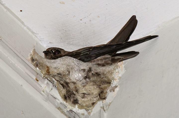 这群人为了制造天价美食将雨燕的窝一个个拆下很残忍