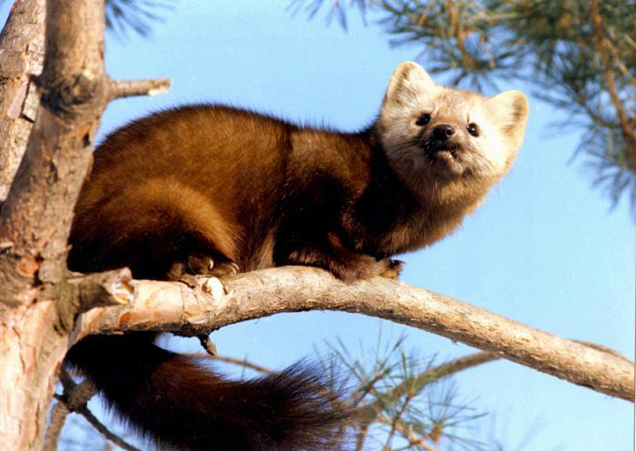 动物图集紫貂