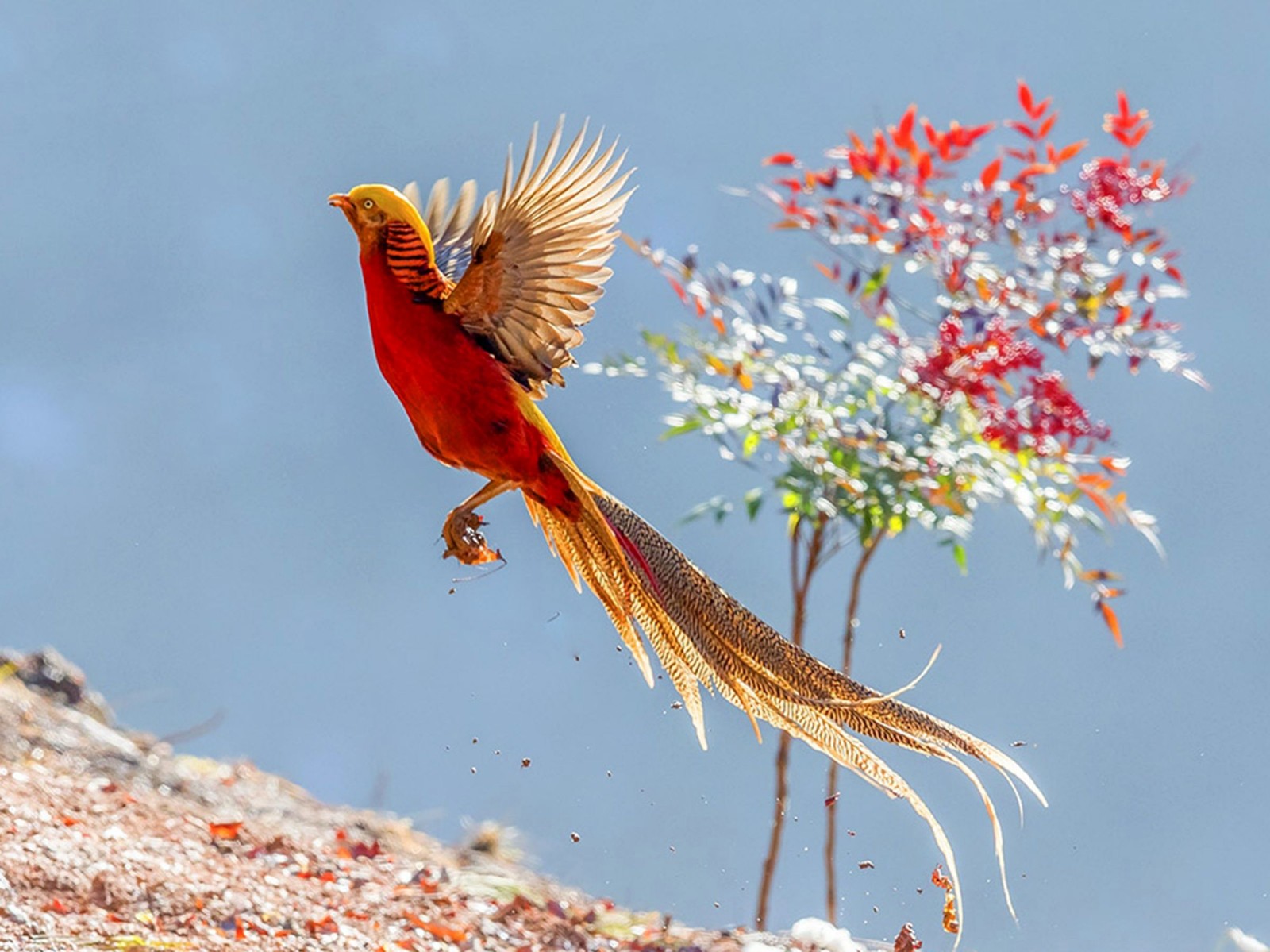 河南鸟人10年在深山保护小凤凰看这群凤凰现在活成啥样