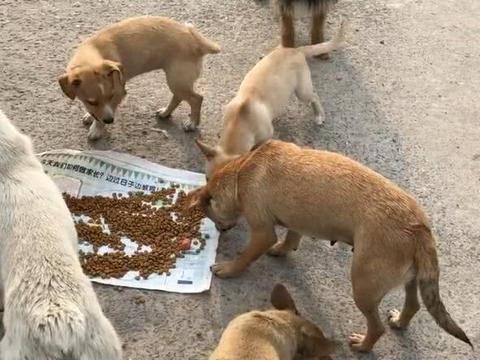一群流浪狗被施舍狗粮,狼吞虎咽,摇着尾巴放下警惕性!
