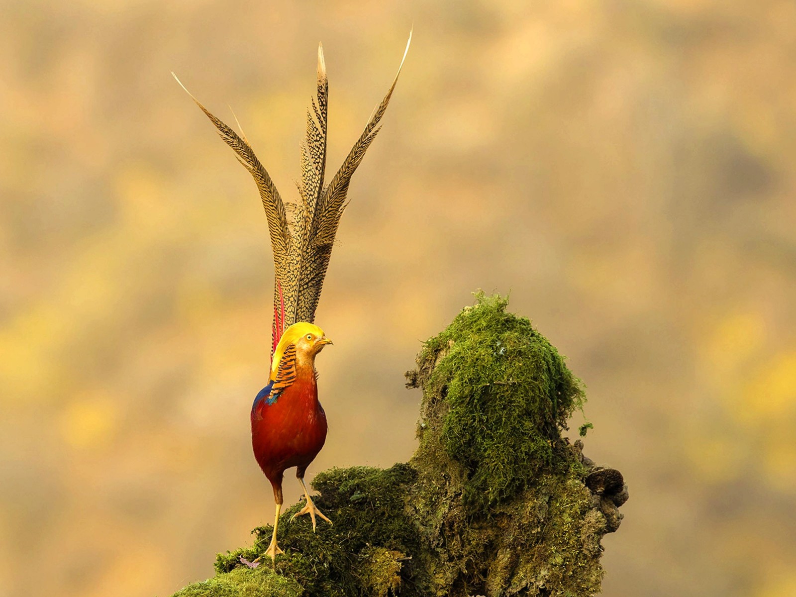 保护小凤凰,看这群凤凰现在活成啥样|红腹锦鸡|凤凰|老二_新浪新闻
