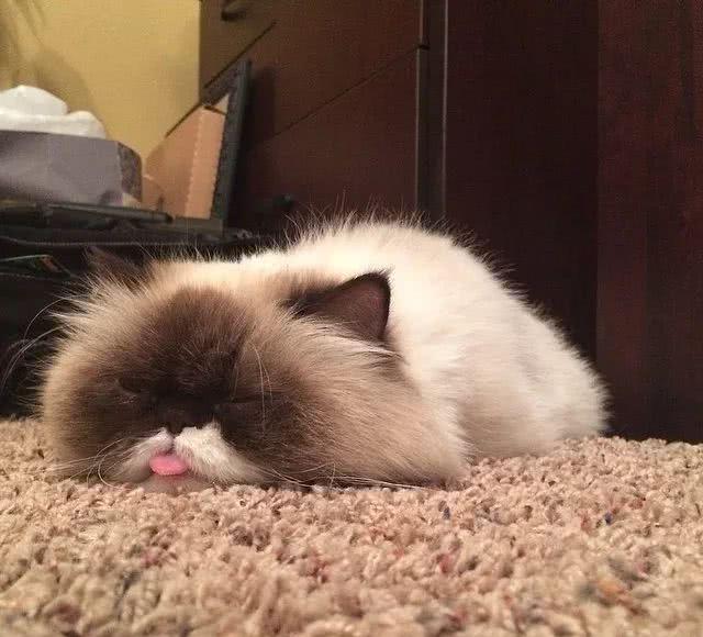 猫咪明明长得一脸高冷却要靠吐舌卖萌过日子