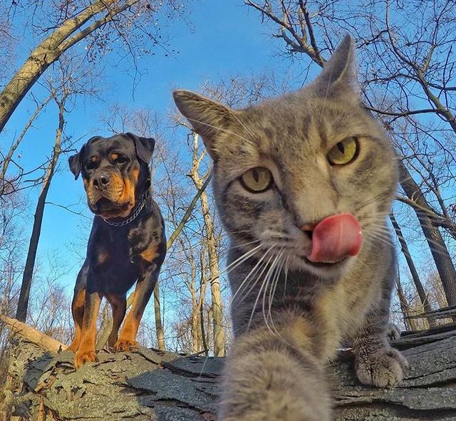 自拍猫manny新作品来啦!带着自己的狗弟兄出镜萌翻天!