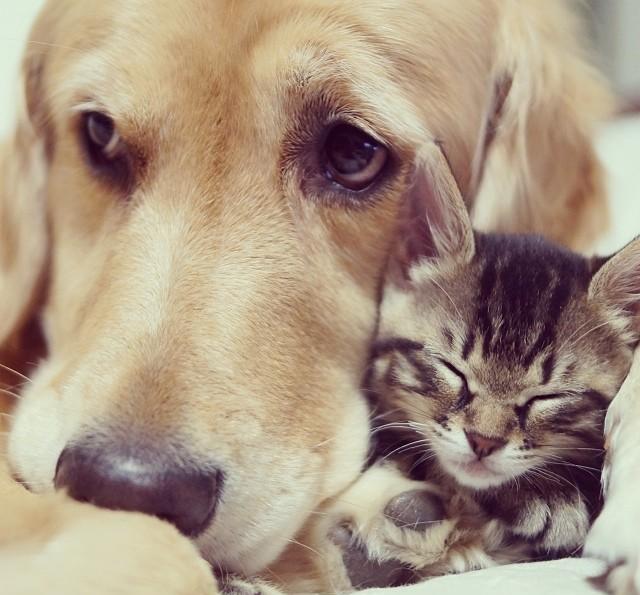 金毛楼下玩回来后嘴里多了个箱子,金毛:捡到个"机器猫"