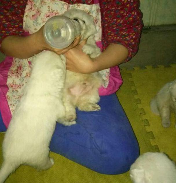 萨摩连生八只小狗狗刚喂一次奶就离家出走了,最后理解了它的苦衷