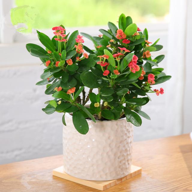 12的种好看易养花,怎么折腾都不会死,一盆养20年都没问题!