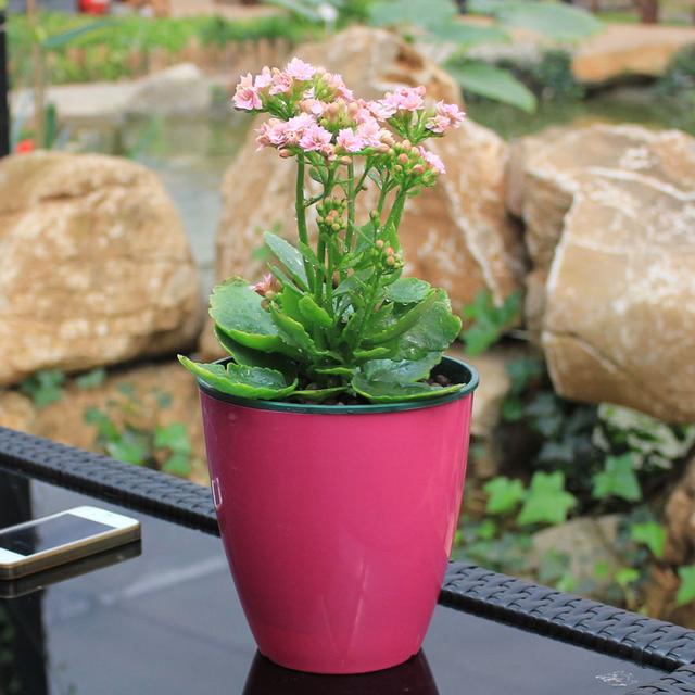 文竹栀子花盆栽植物春少花季节,花期长又能控制,为大众化的优良室内