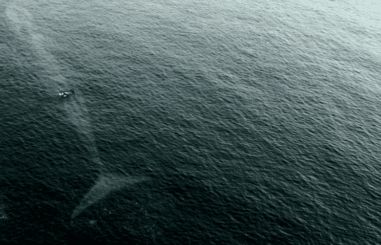 十张照片直击让人胆寒的大海原来深海恐惧症是情有可原的