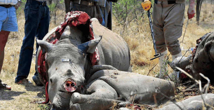 镜头下: 犀牛被猎人残忍偷杀的景象