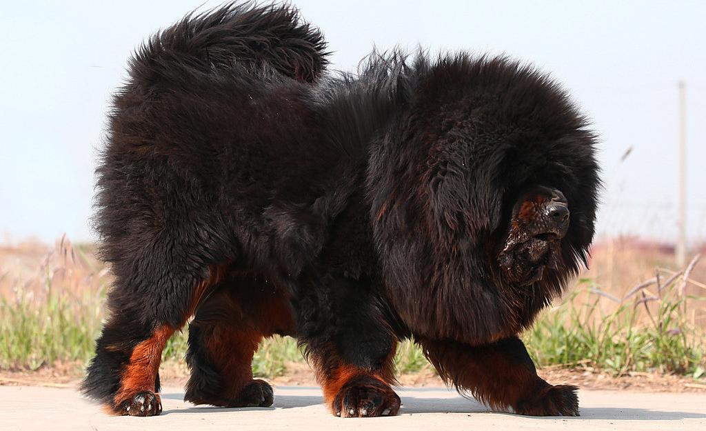 藏獒尽管看起来是十分的凶狠的,大家也都晓得藏獒对被人不是很友善