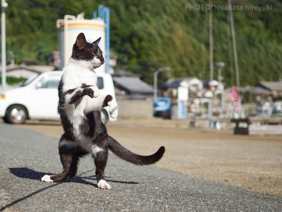 这套黑白喵喵拳一气呵成,出拳有力,真是令人好怕怕呢